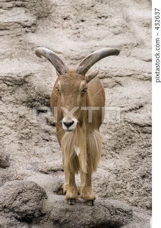 burberry sheep|barbary sheep pictures.